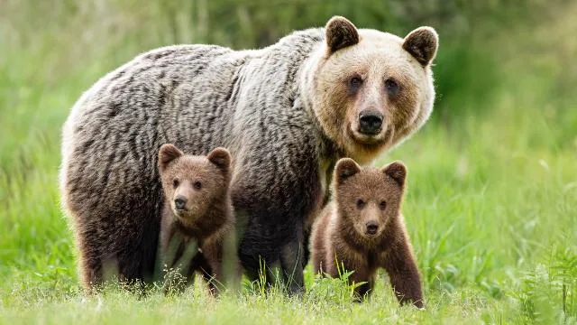 Adult bear with cubs